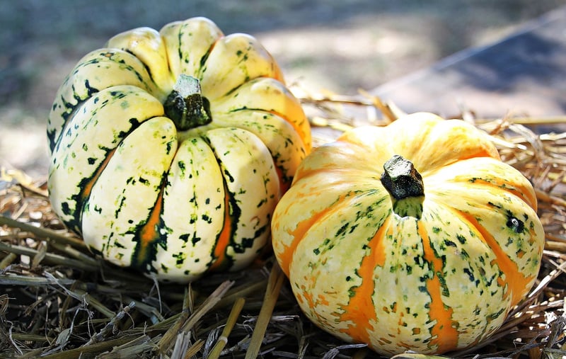 Seasonal Harvest Menus